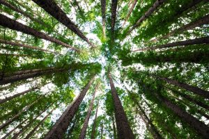 Questions About the Second Coming: 3 Vital Truths to Consider