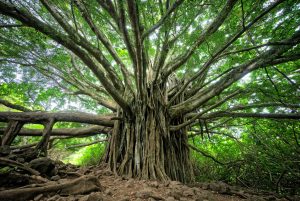 What Does In Christ Mean? Living in Union with Jesus