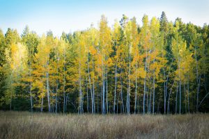 Word of God: Finding Life, Power, and Truth in Scripture