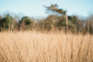 Divine Protection: God Shelters His People in the Final Crisis