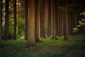 Latter Rain: God’s Final Outpouring Before the Second Coming