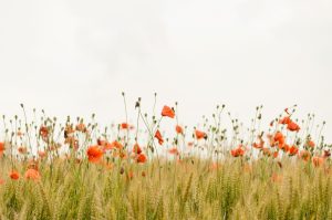 Death and Resurrection: The Infinite Sacrifice of the Messiah