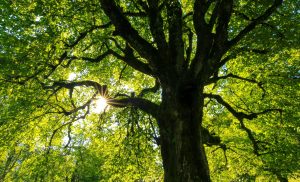 Pacifism: Honoring the Sacredness of Human Life in a Violent World
